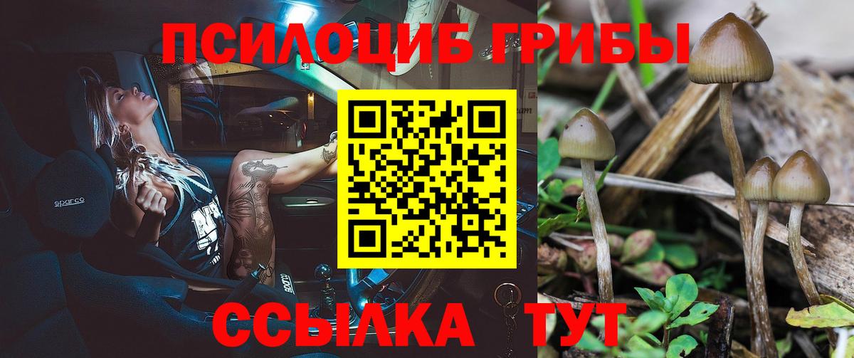 Галлюциногенные грибы Psilocybe Сунжа